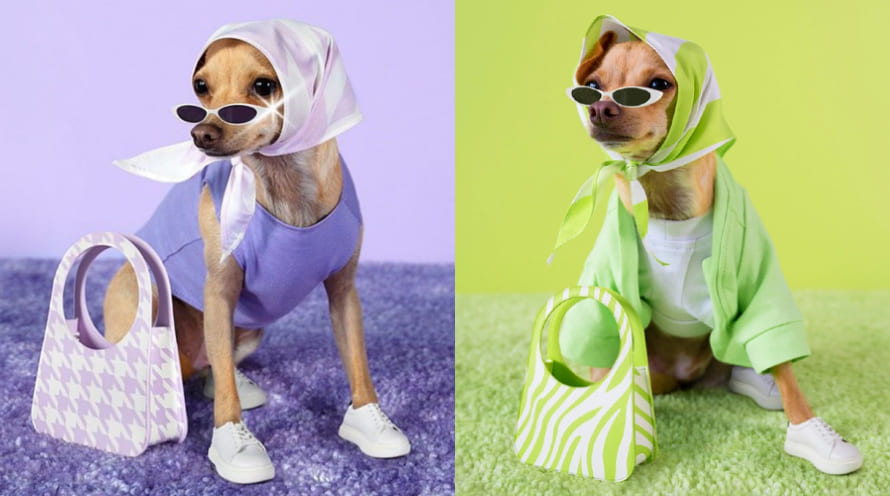 Haute Couture: High Fashion in the Pet Industry