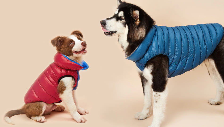 Warm & On-Trend Winter Dog Clothes and Accessories