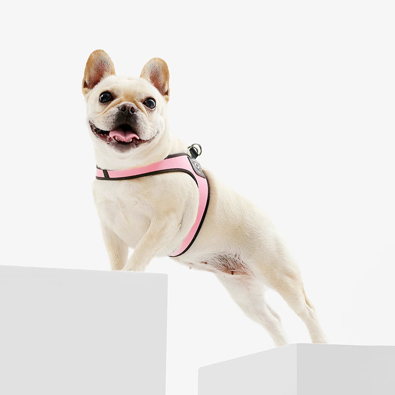 Pucci Dog Harness And Leash Set