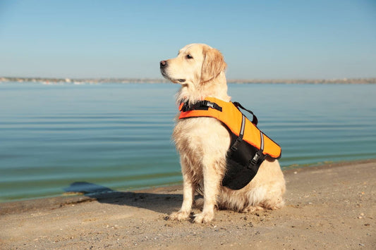 Why Dogs Needs A Life Jacket
