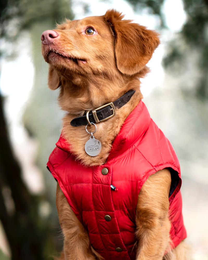 Dog Coats - Outdoor Adventure Gear