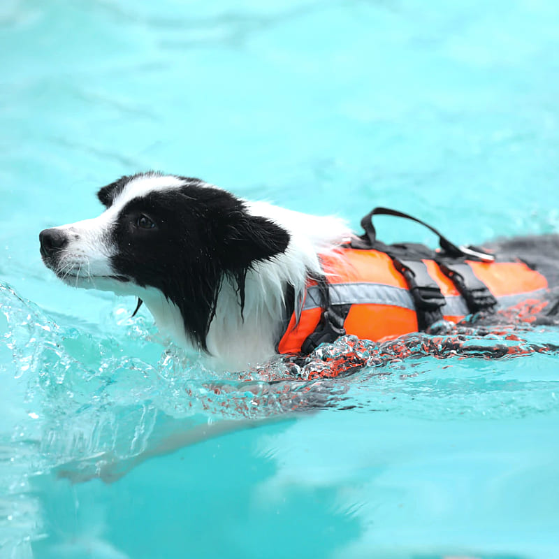 Dog Life Jacket Swimming